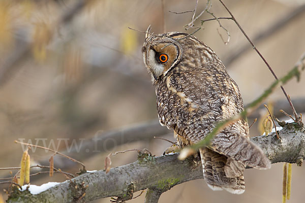 Waldohreule (Asio otus)