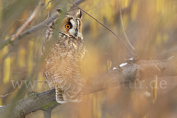 Waldohreule (Asio otus)