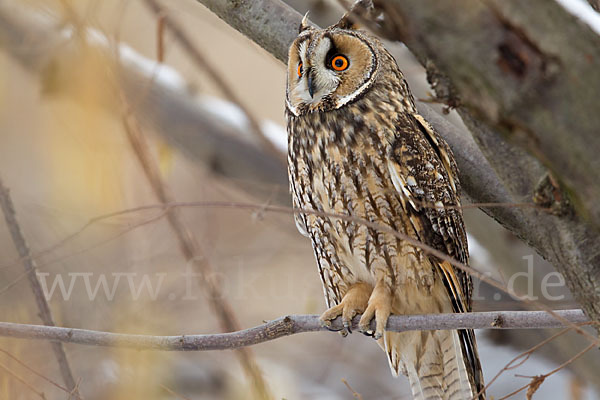 Waldohreule (Asio otus)