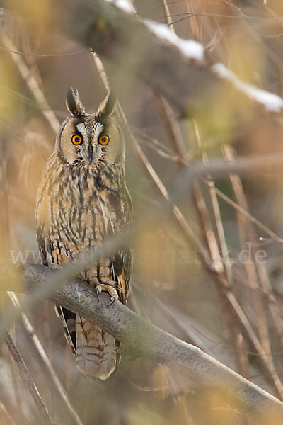 Waldohreule (Asio otus)