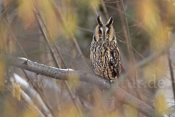 Waldohreule (Asio otus)