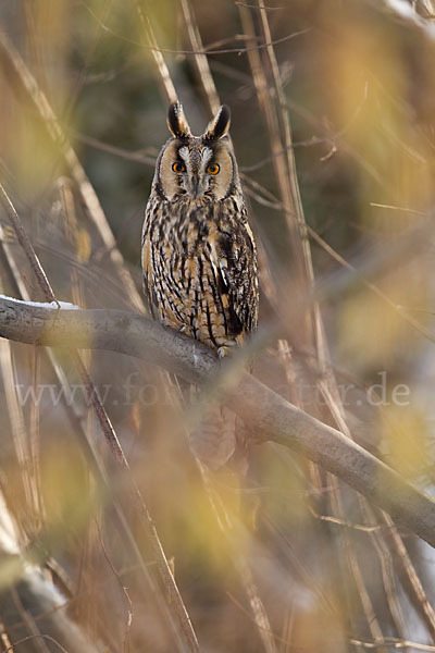 Waldohreule (Asio otus)