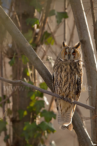 Waldohreule (Asio otus)