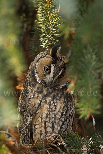 Waldohreule (Asio otus)