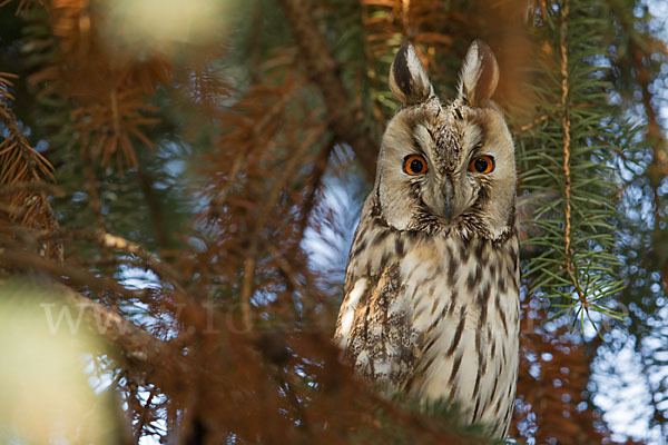 Waldohreule (Asio otus)