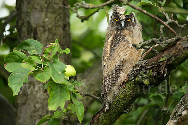 Waldohreule (Asio otus)