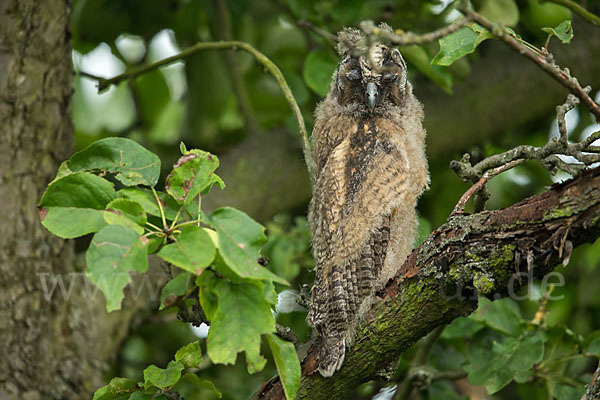 Waldohreule (Asio otus)