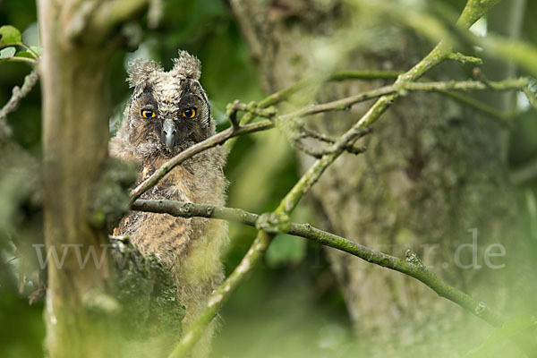 Waldohreule (Asio otus)