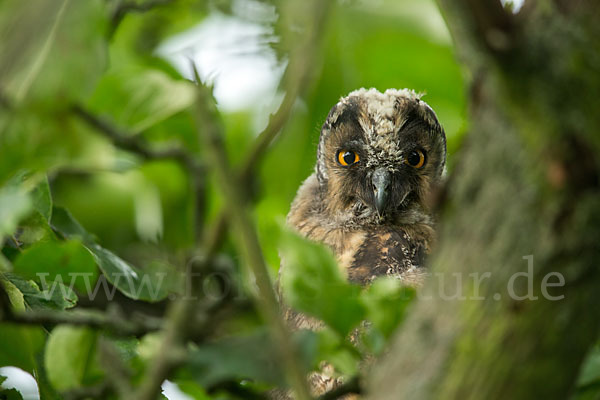 Waldohreule (Asio otus)