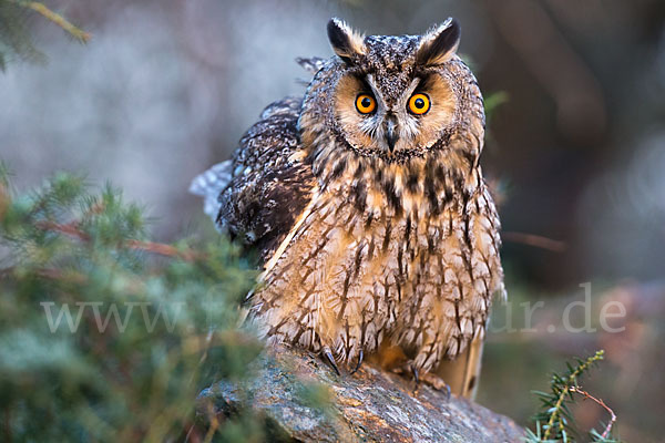 Waldohreule (Asio otus)