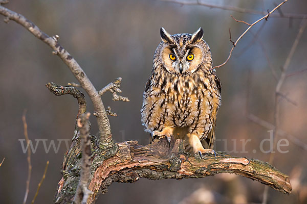 Waldohreule (Asio otus)