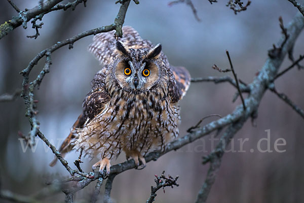 Waldohreule (Asio otus)