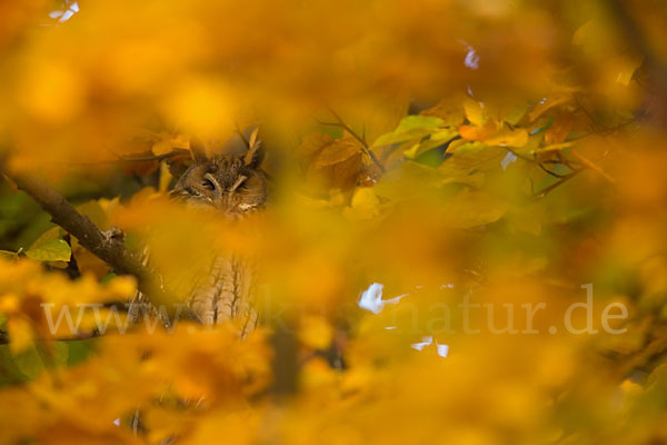 Waldohreule (Asio otus)