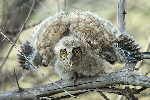 Waldohreule (Asio otus)