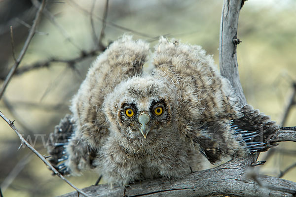 Waldohreule (Asio otus)