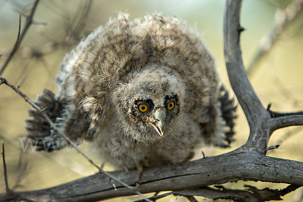 Waldohreule (Asio otus)