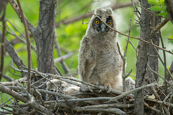 Waldohreule (Asio otus)