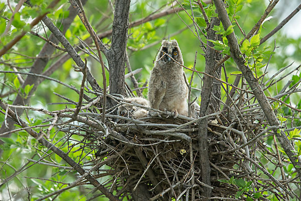 Waldohreule (Asio otus)