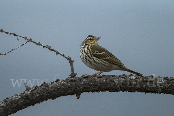 Waldpieper (Anthus hodgsoni)