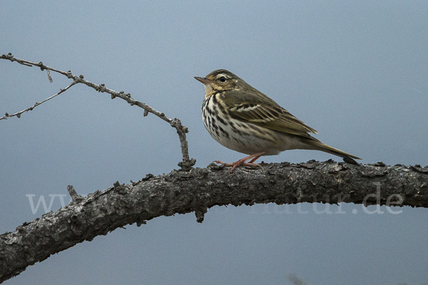 Waldpieper (Anthus hodgsoni)