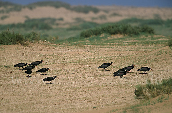 Waldrapp (Geronticus eremita)