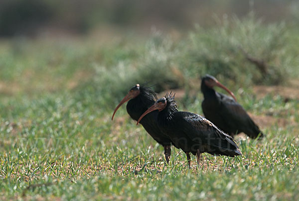 Waldrapp (Geronticus eremita)