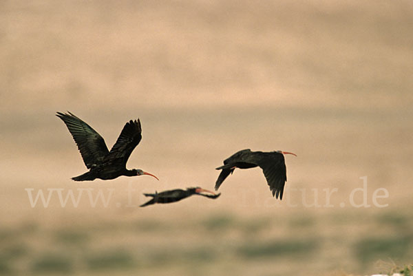 Waldrapp (Geronticus eremita)