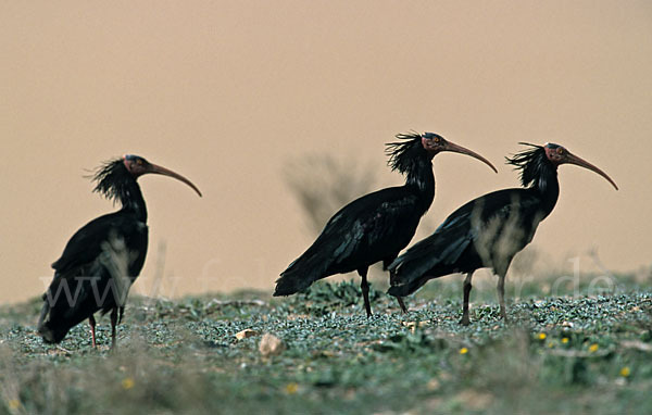 Waldrapp (Geronticus eremita)