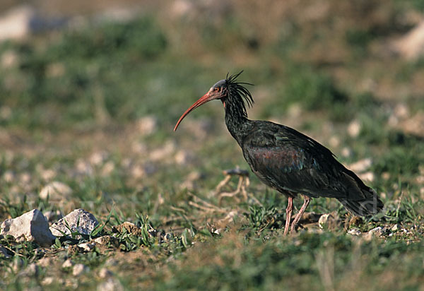 Waldrapp (Geronticus eremita)