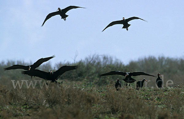 Waldrapp (Geronticus eremita)