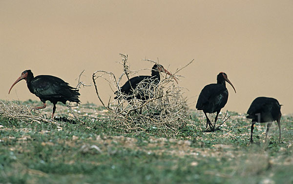 Waldrapp (Geronticus eremita)