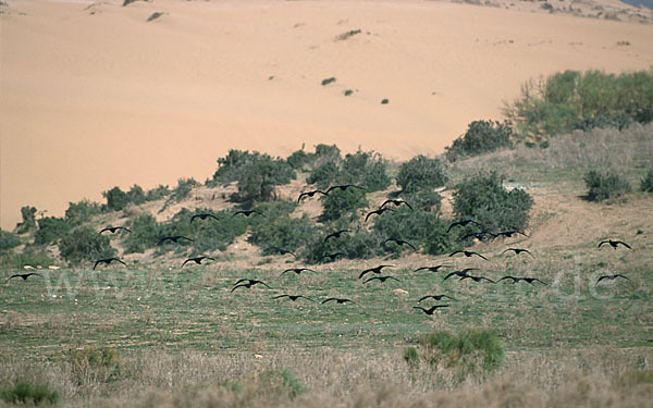 Waldrapp (Geronticus eremita)