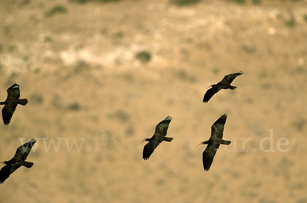 Waldrapp (Geronticus eremita)