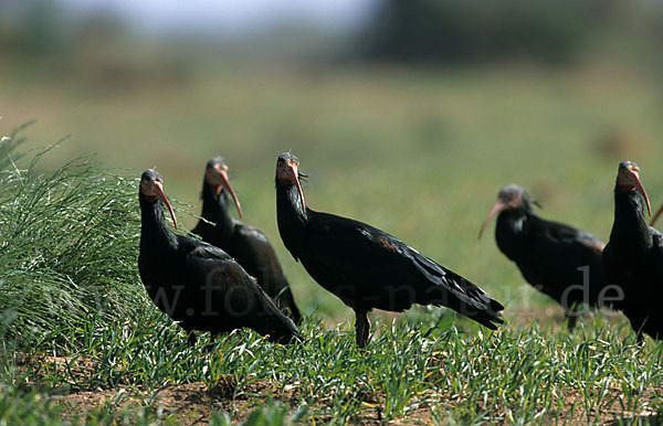 Waldrapp (Geronticus eremita)