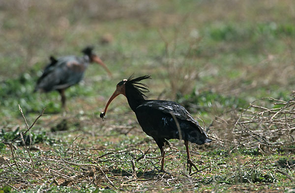 Waldrapp (Geronticus eremita)