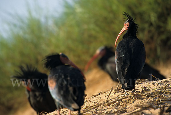 Waldrapp (Geronticus eremita)