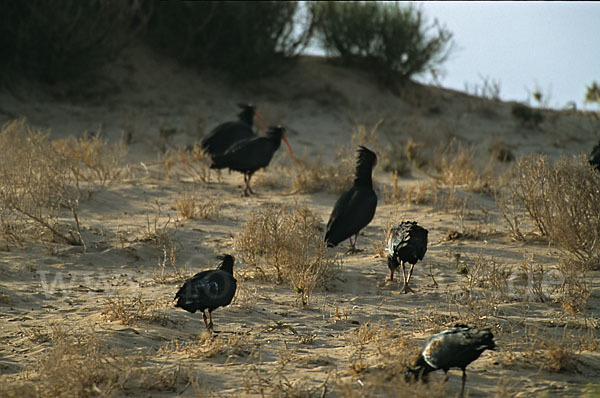 Waldrapp (Geronticus eremita)