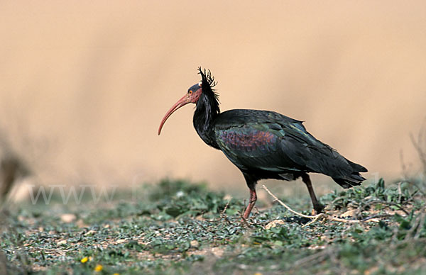 Waldrapp (Geronticus eremita)