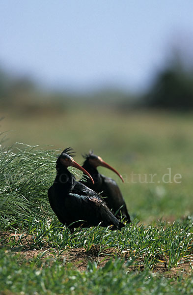 Waldrapp (Geronticus eremita)