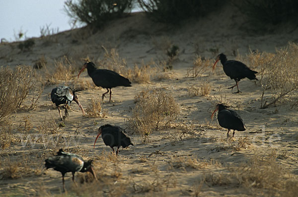 Waldrapp (Geronticus eremita)