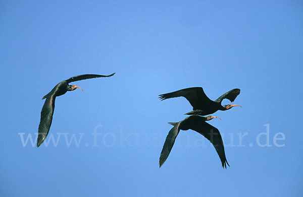 Waldrapp (Geronticus eremita)