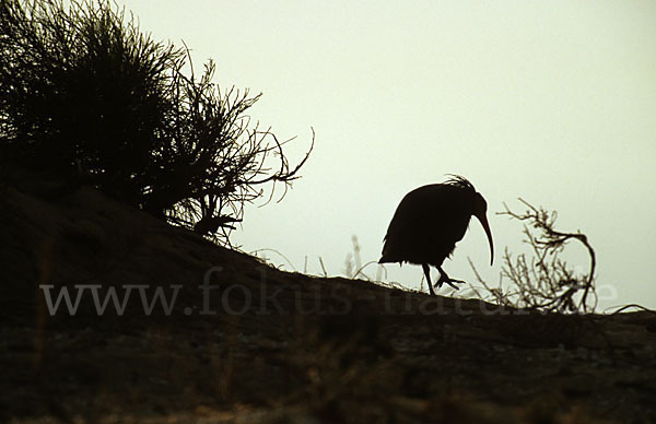 Waldrapp (Geronticus eremita)