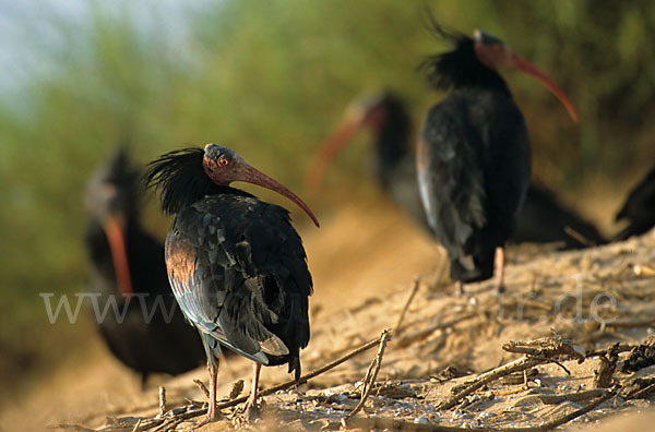 Waldrapp (Geronticus eremita)