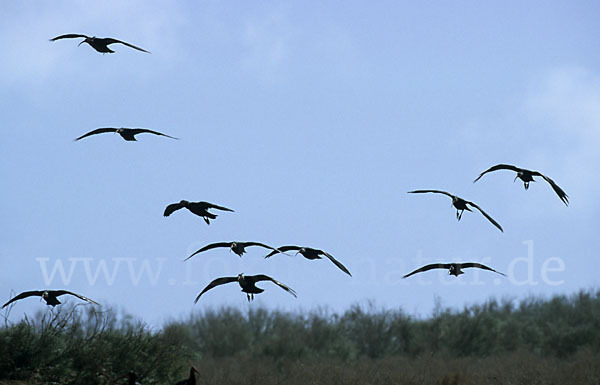 Waldrapp (Geronticus eremita)