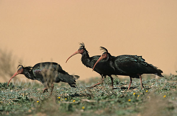 Waldrapp (Geronticus eremita)