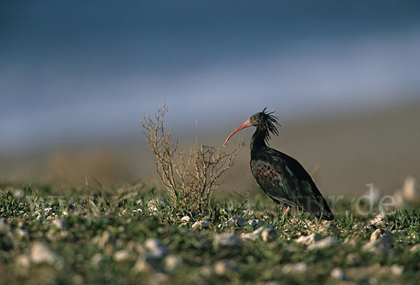 Waldrapp (Geronticus eremita)