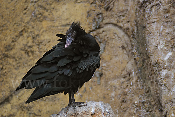 Waldrapp (Geronticus eremita)