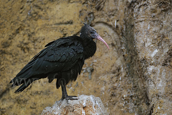 Waldrapp (Geronticus eremita)