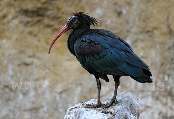 Waldrapp (Geronticus eremita)