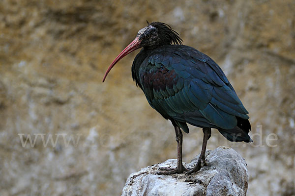 Waldrapp (Geronticus eremita)